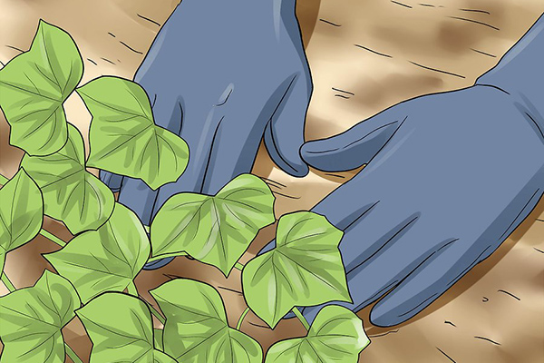 How to Grow English Ivy for Air Purifier نحوه پرورش پیچک انگلیسی برای تصفیه هوا