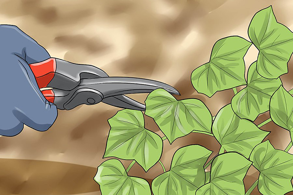 How to Grow English Ivy for Air Purifier نحوه پرورش پیچک انگلیسی برای تصفیه هوا