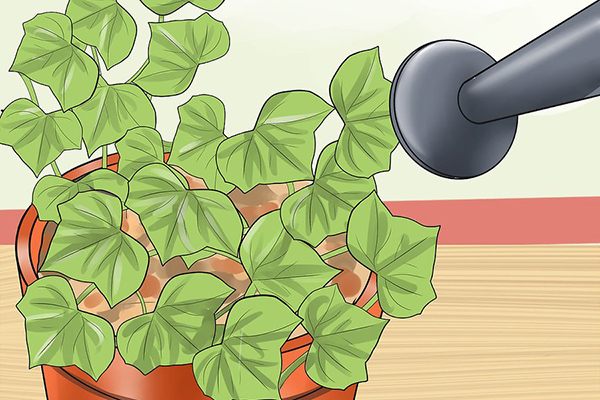 How to Grow English Ivy for Air Purifier نحوه پرورش پیچک انگلیسی برای تصفیه هوا