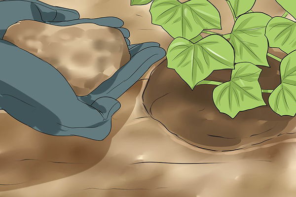 How to Grow English Ivy for Air Purifier نحوه پرورش پیچک انگلیسی برای تصفیه هوا