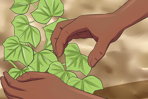 How to Grow English Ivy for Air Purifier نحوه پرورش پیچک انگلیسی برای تصفیه هوا