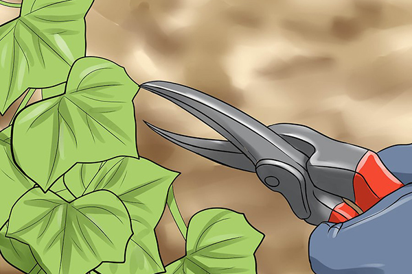 How to Grow English Ivy for Air Purifier نحوه پرورش پیچک انگلیسی برای تصفیه هوا