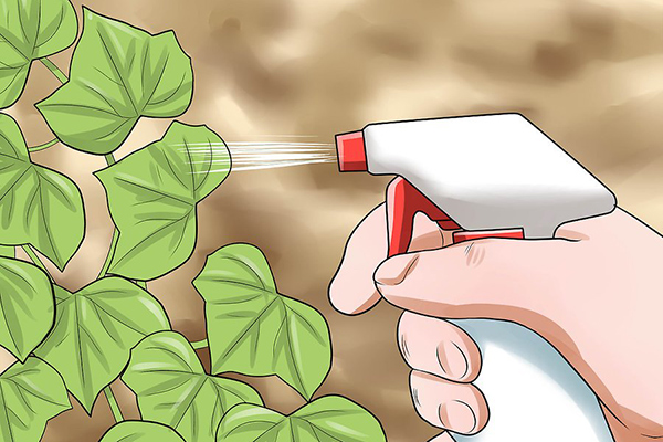 How to Grow English Ivy for Air Purifier نحوه پرورش پیچک انگلیسی برای تصفیه هوا