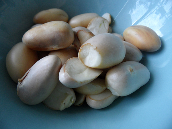 تصفیه آب با دانه جک فروت Jackfruit seed filtration
