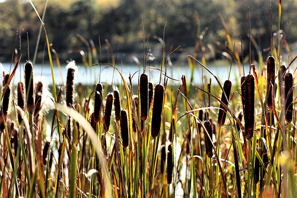 Marsh plant filtration تصفیه با گیاهان مرداب