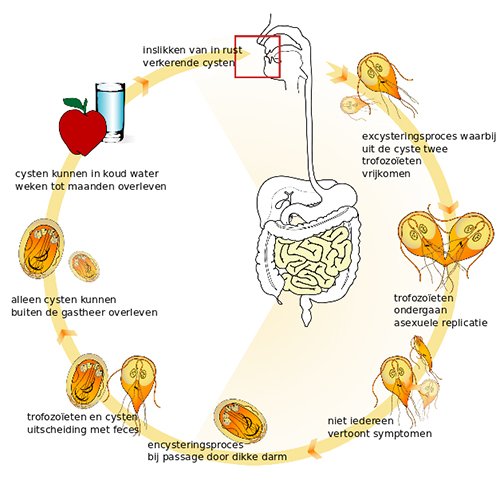 Giardia lamblia