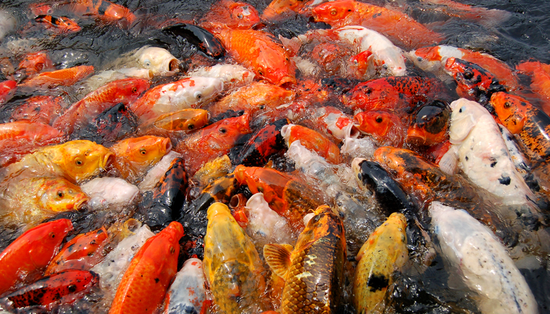 Overpopulation in aquarium