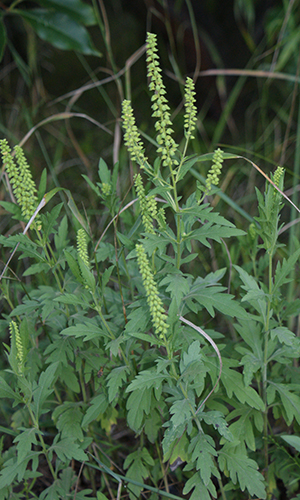 Air Purifier of ragweed plant 