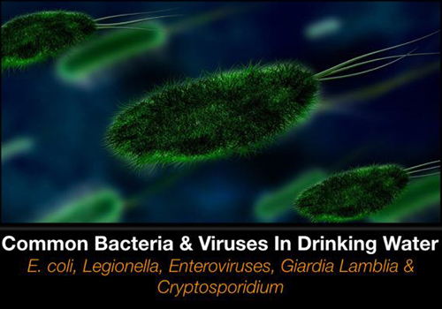 Bacteria Viruses In Drinking Water