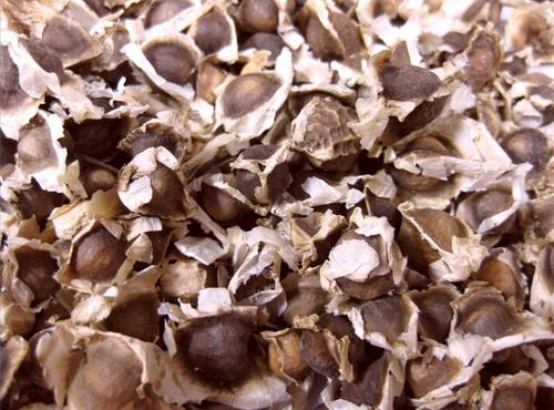 دانه‌های مورینگا اولیفرا برای تصفیه آب کارواش Moringa oleifera seeds 