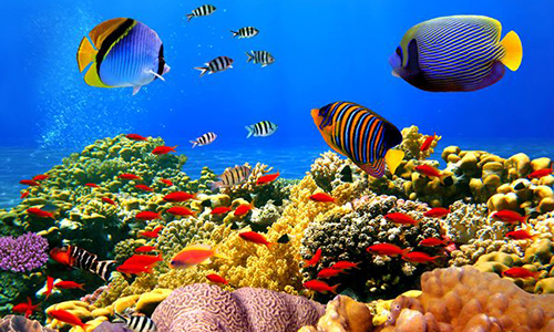 Wastewater Treatment and its Benefits to Fish  تصفیه فاضلاب و مزایای آن برای ماهی‌ها