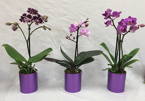 best indoor air cleaning plants - Orchids