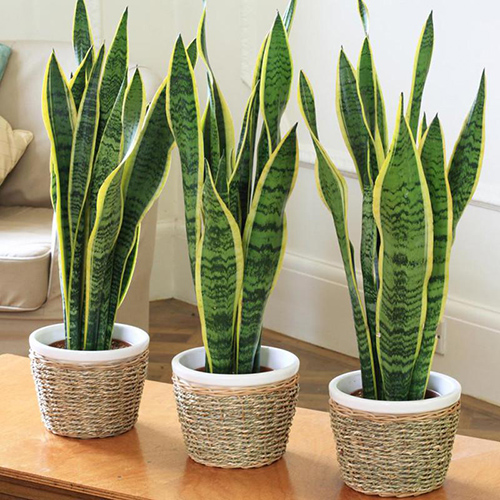 best indoor air cleaning plants -Mother-In-Law's Tongue