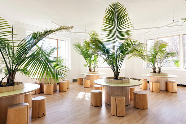 best indoor air cleaning plants - Philodendrons