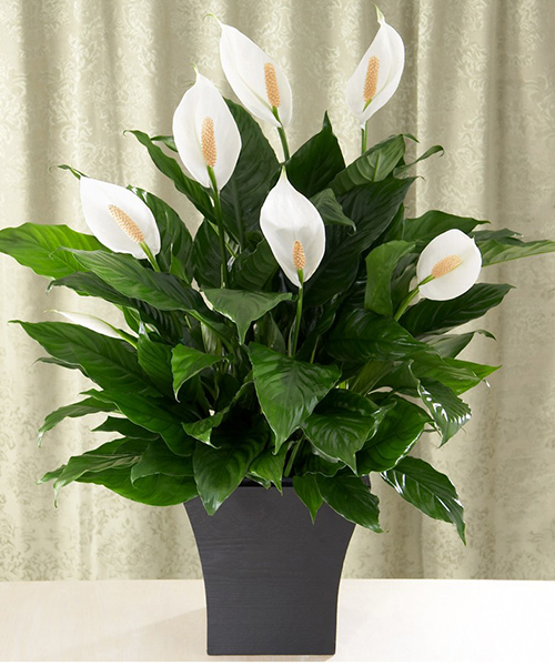 best indoor air cleaning plants-Peace Lilies