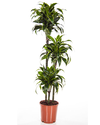 best indoor air cleaning plants-Dracaena