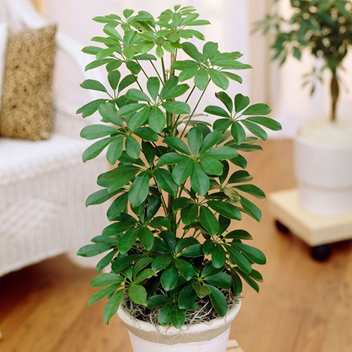 best indoor air cleaning plants-Schefflera