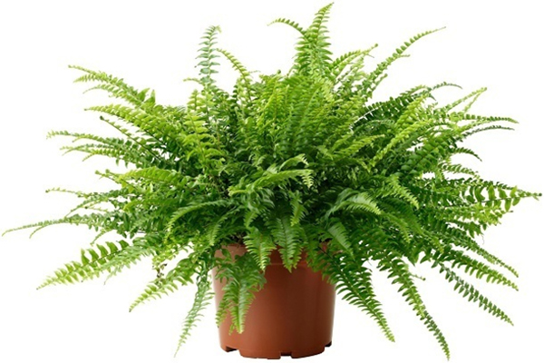 best indoor air cleaning plants-Ferns