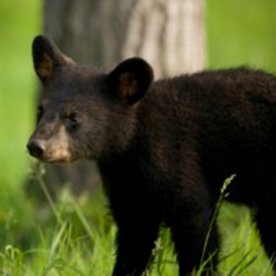 Black Bears Can Be Impacted By Acid Rain