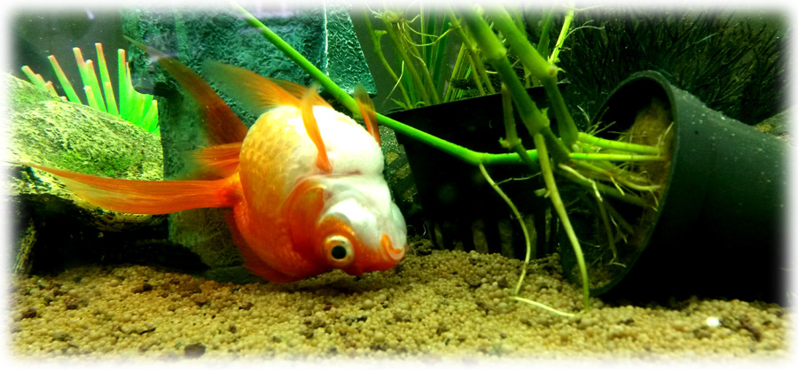 Dead fish in aquarium  مسمومیت آمونیاک در آکواریوم