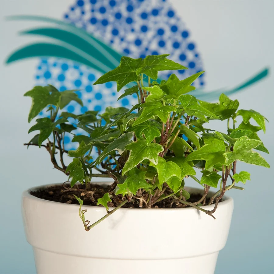 گل پیچک انگلیسی کوچک تصفیه کننده هوا - English ivy