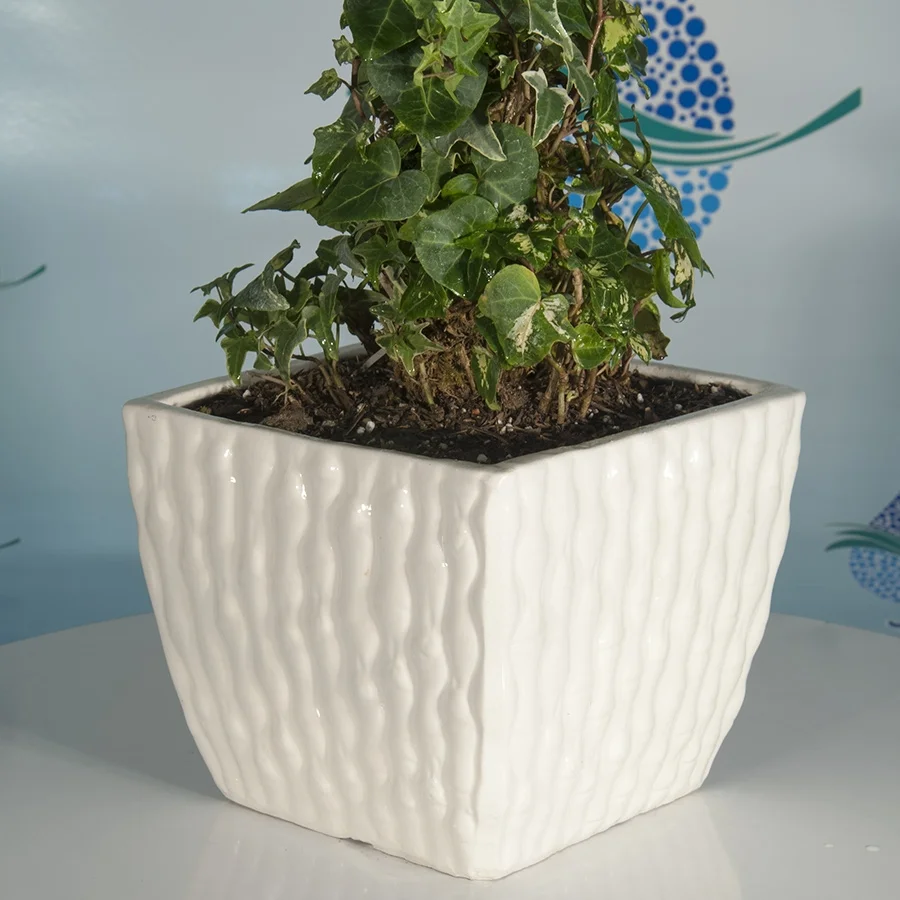 گل پیچک انگلیسی بزرگ تصفیه کننده هوا - Hedera helix