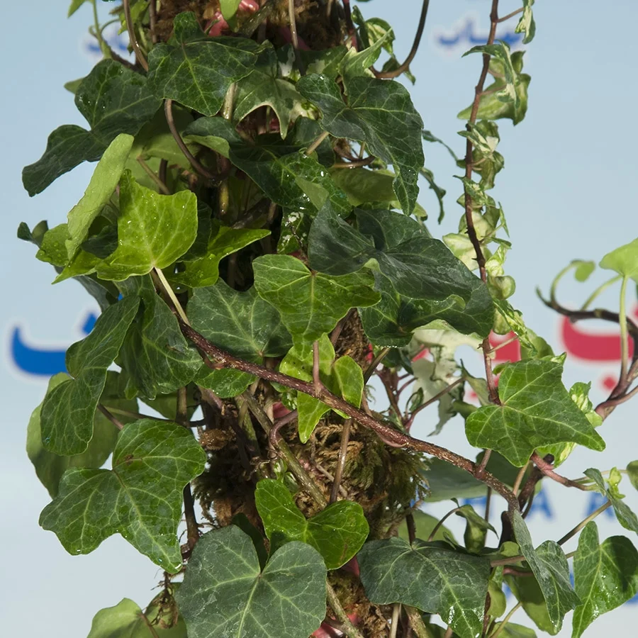 گل پیچک انگلیسی بزرگ تصفیه کننده هوا - Hedera helix