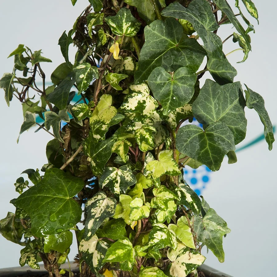 گل پیچک انگلیسی بزرگ تصفیه کننده هوا - Hedera helix