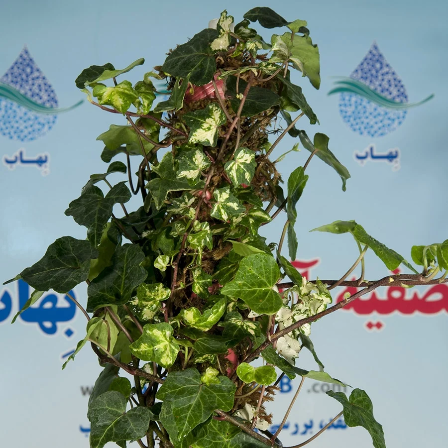 گل پیچک انگلیسی بزرگ تصفیه کننده هوا - Hedera helix