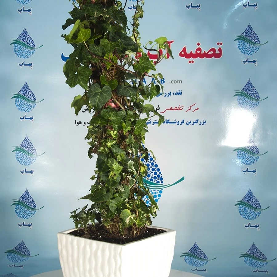 گل پیچک انگلیسی بزرگ تصفیه کننده هوا - Hedera helix